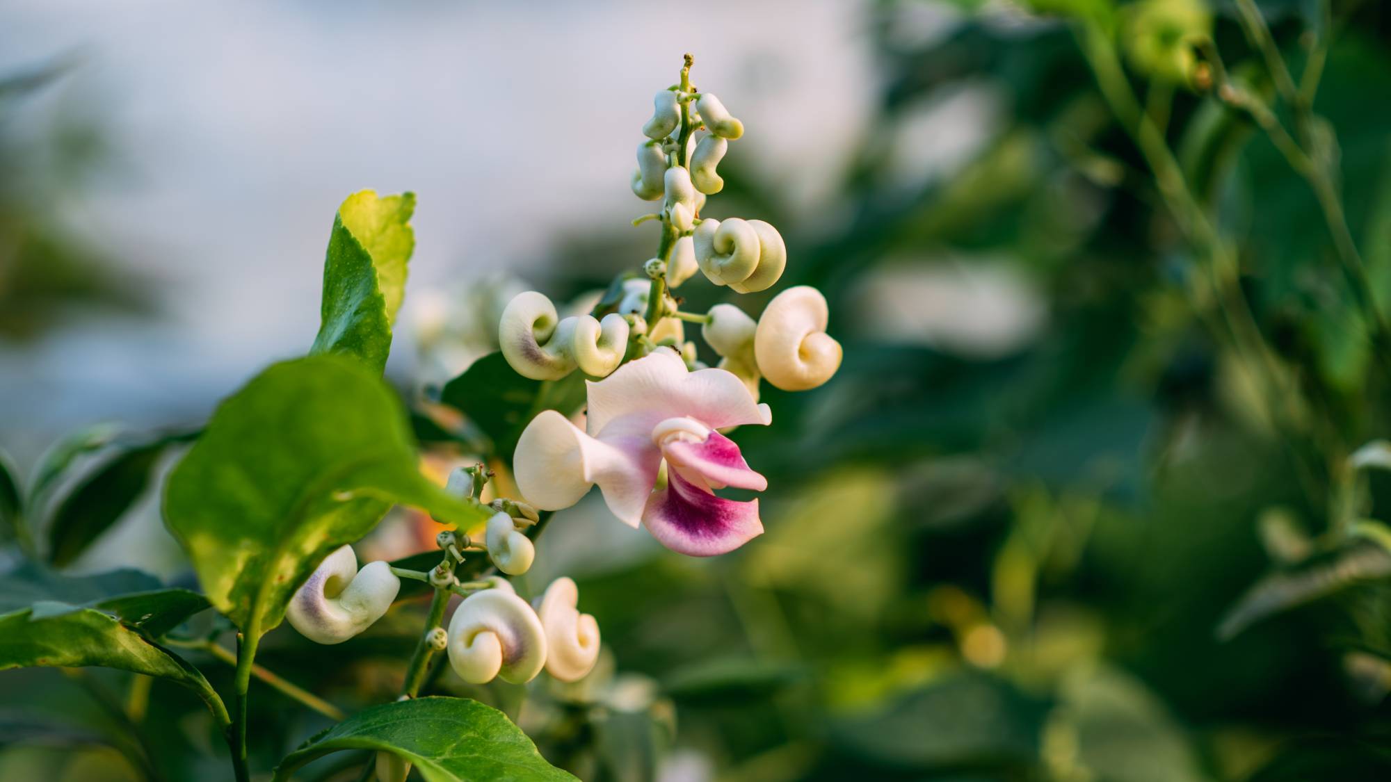 Spiral flowers of the corkscrew or snail plant