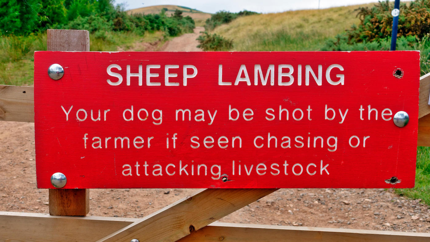 UK dog laws: sheep lambing sign warning off dogs