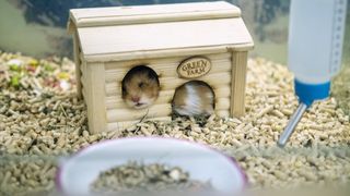 Hamster sleeping in wooden house