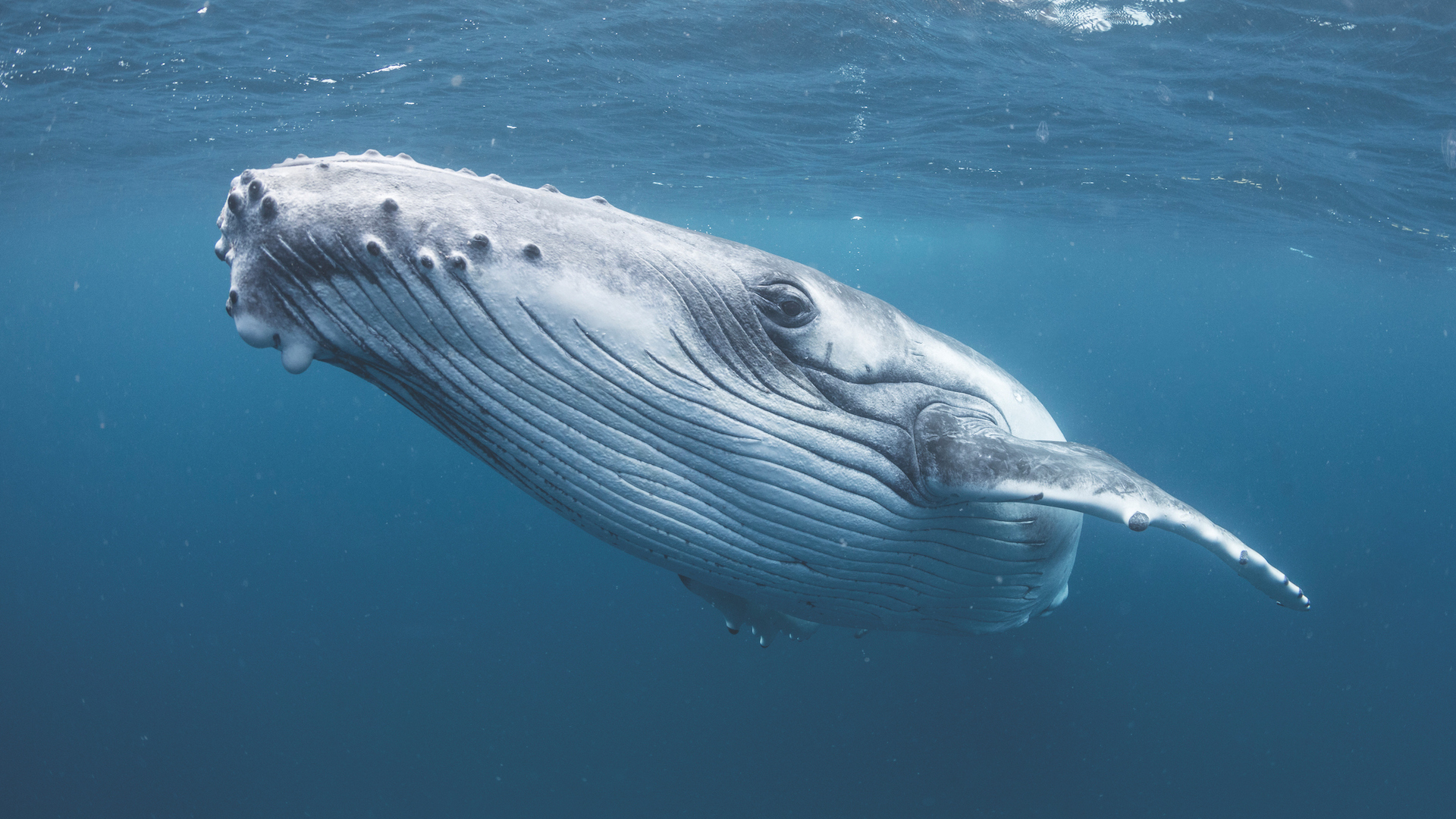 A photograph of a humpback whale in the ocean