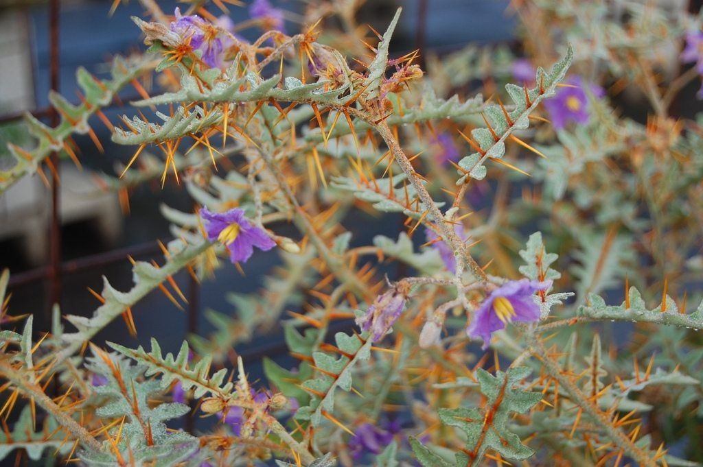 Porcupine Tomato Plant