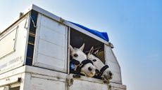 Horse-Arrival-Post_2.jpg