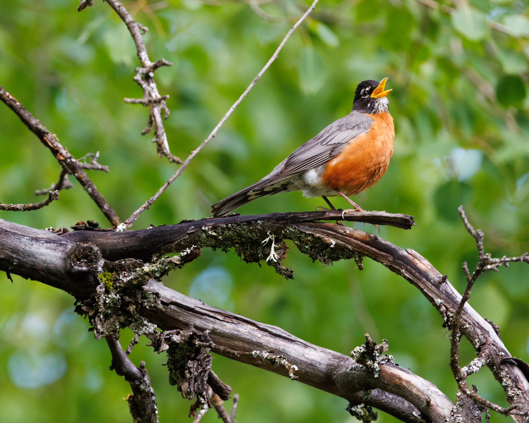 American robin singing on a branch