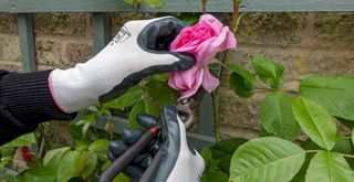 person deadheading a rose with secatuers