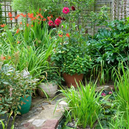 small urban garden filled with plants