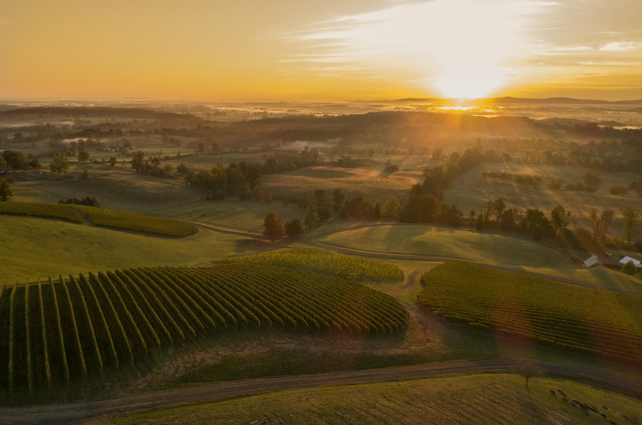 Virginia vintage variation