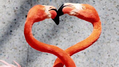 A pair of Caribbean flamingos extend their heads and necks in a heart shape as flamingos perform courtship dances at the Saitama Children's Zoo in Higashimatsuyama city in Saitama prefecture,