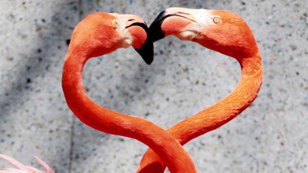 A pair of Caribbean flamingos extend their heads and necks in a heart shape as flamingos perform courtship dances at the Saitama Children&amp;#039;s Zoo in Higashimatsuyama city in Saitama prefecture,