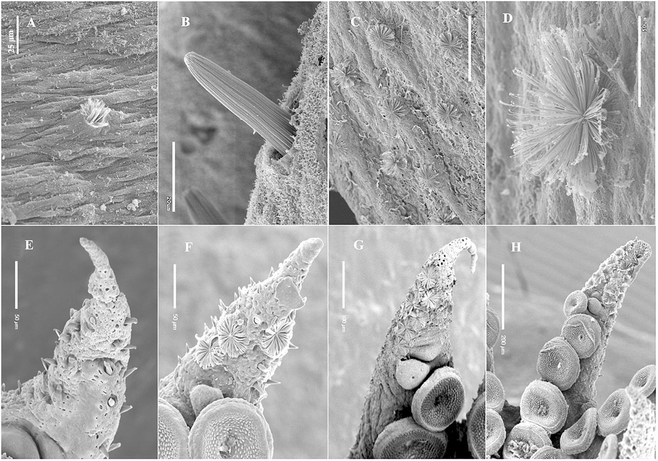 (A -D) Microscope imagery of KO erupting from an octopus's mantle. (E -H) and KO blooming open on the octopus' arm.