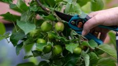 A gardener thins young apples with a pair of pruning shears