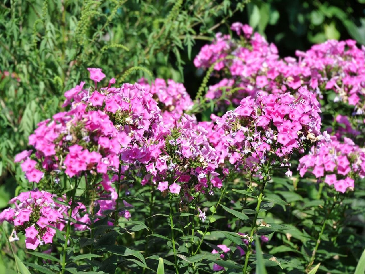 Dark Pink Phlox Plants