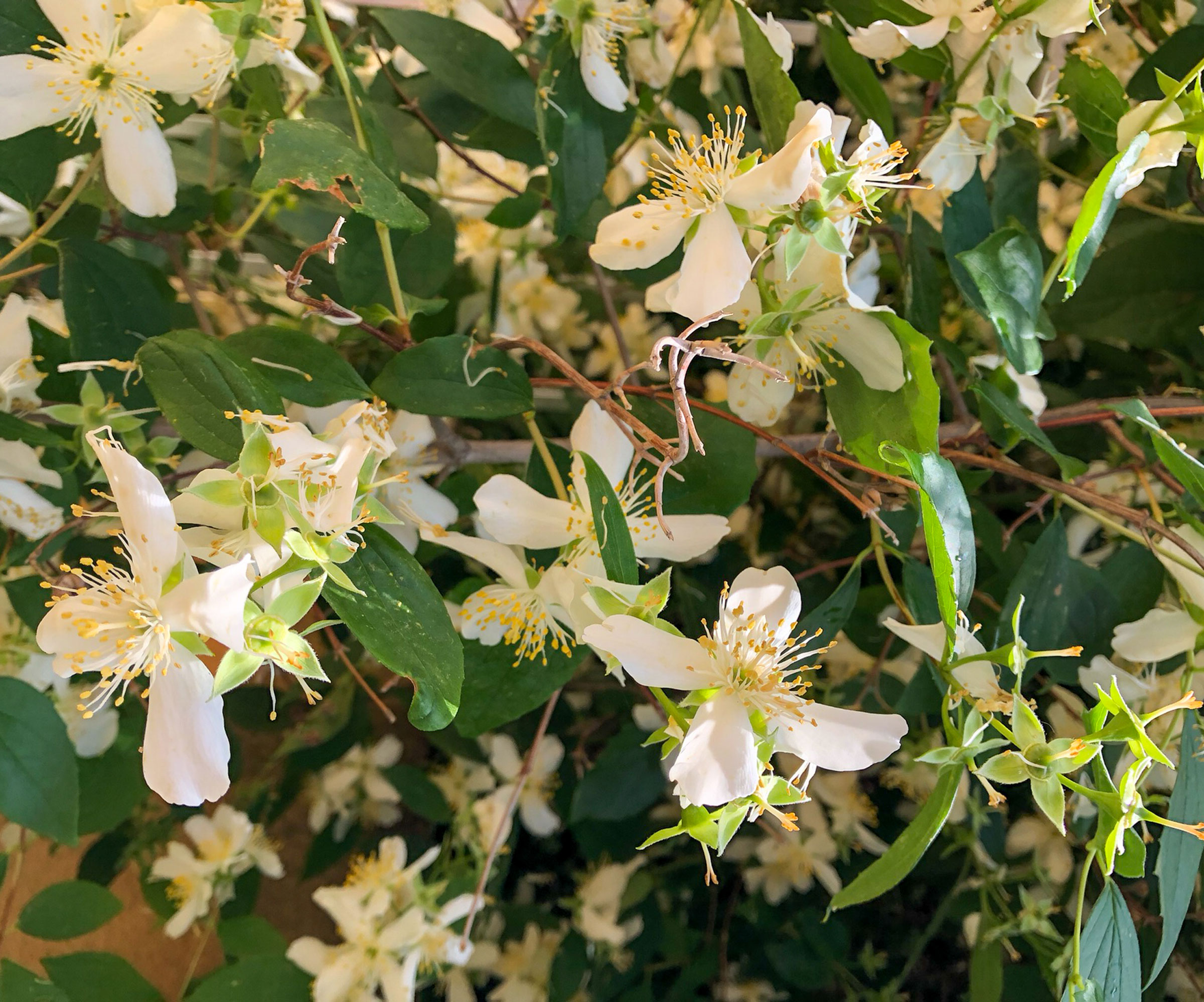 common jasmine (Jasminum officinale) flowers and foliage