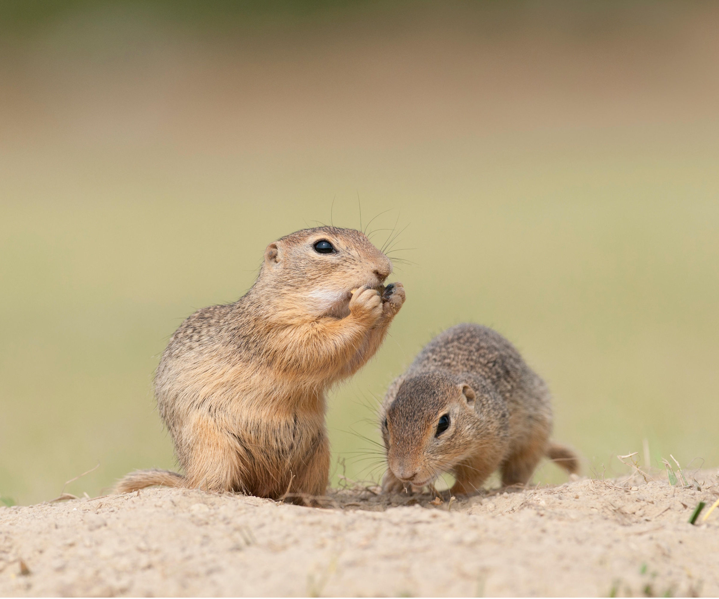 Ground squirrels