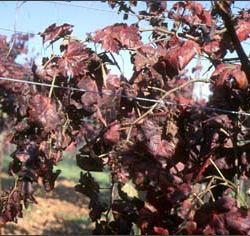 Vines affected by Baco 22A disease