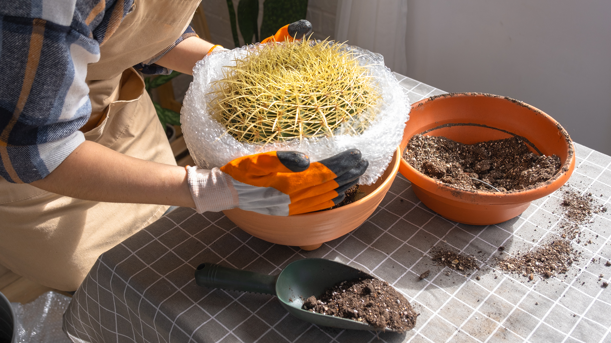 Woman repotting cacti and surrounding it with bubble wrap