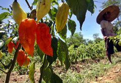 bhut jolokia, the spiciest chilli pepper in the world - War on Terror - News - Marie Claire