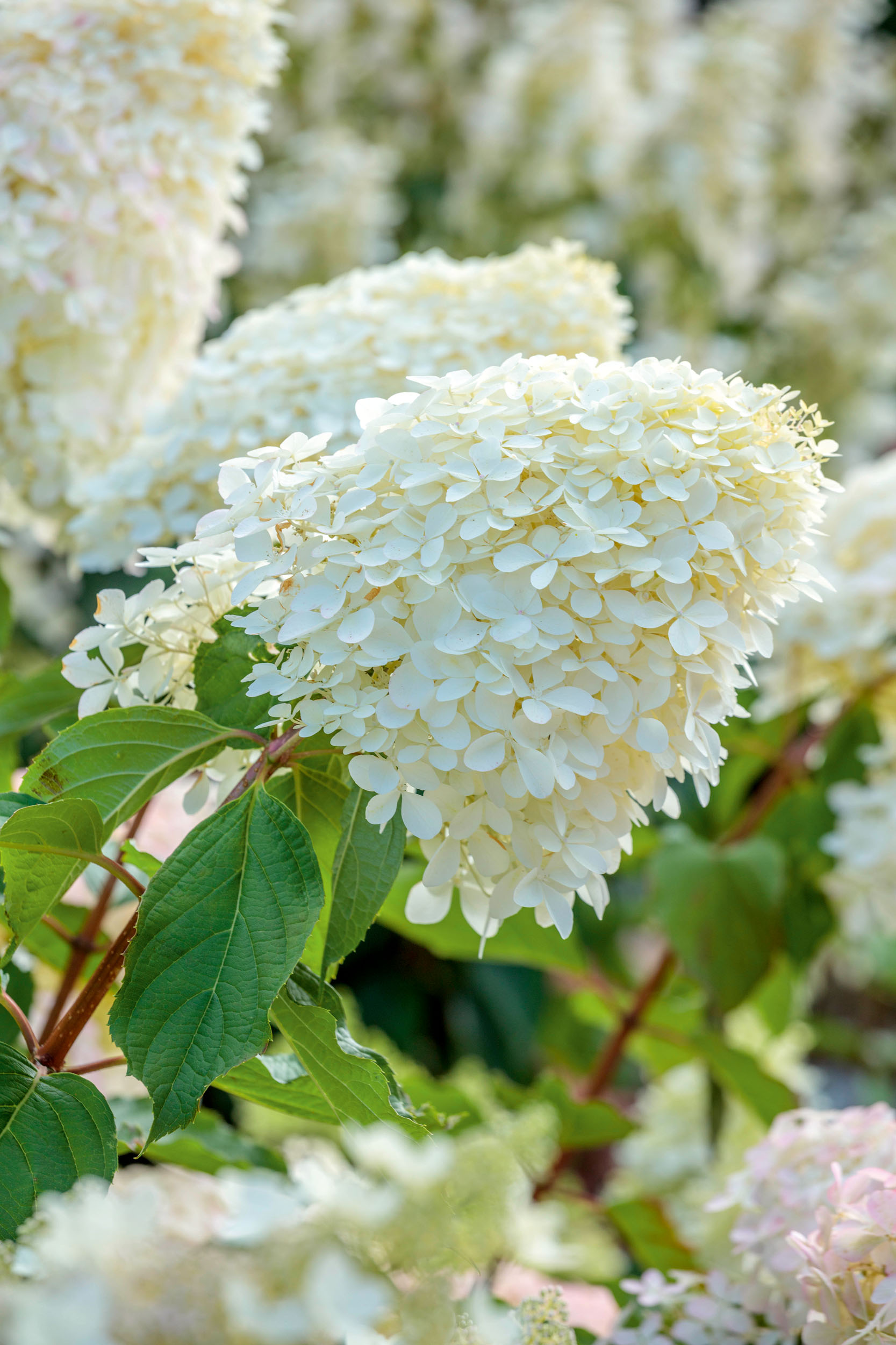 Hydrangeas at RHS Bridgewater