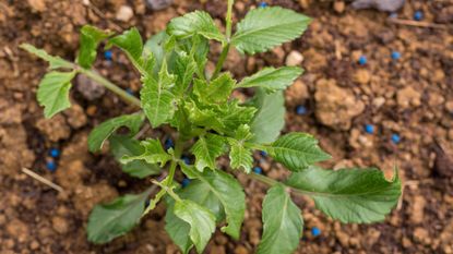 Young dahlia plant damaged by slugs