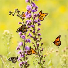 Six monarch butterflies on purple flowers