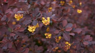 Berberis