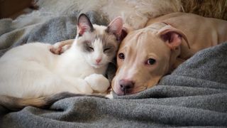 Dog and cat lying together on blanket 