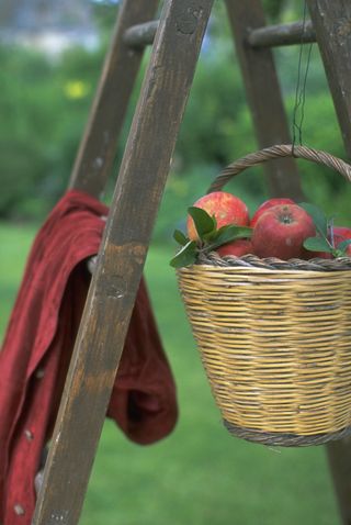 Apples in a basket after being picked