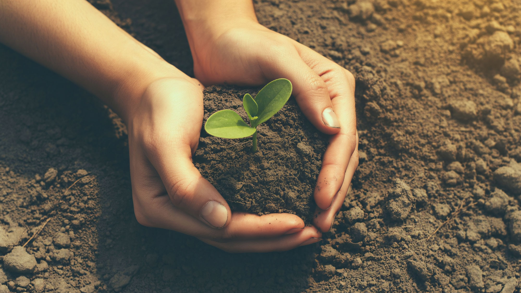 hands holding garden soil with seedling planted in middle of clump
