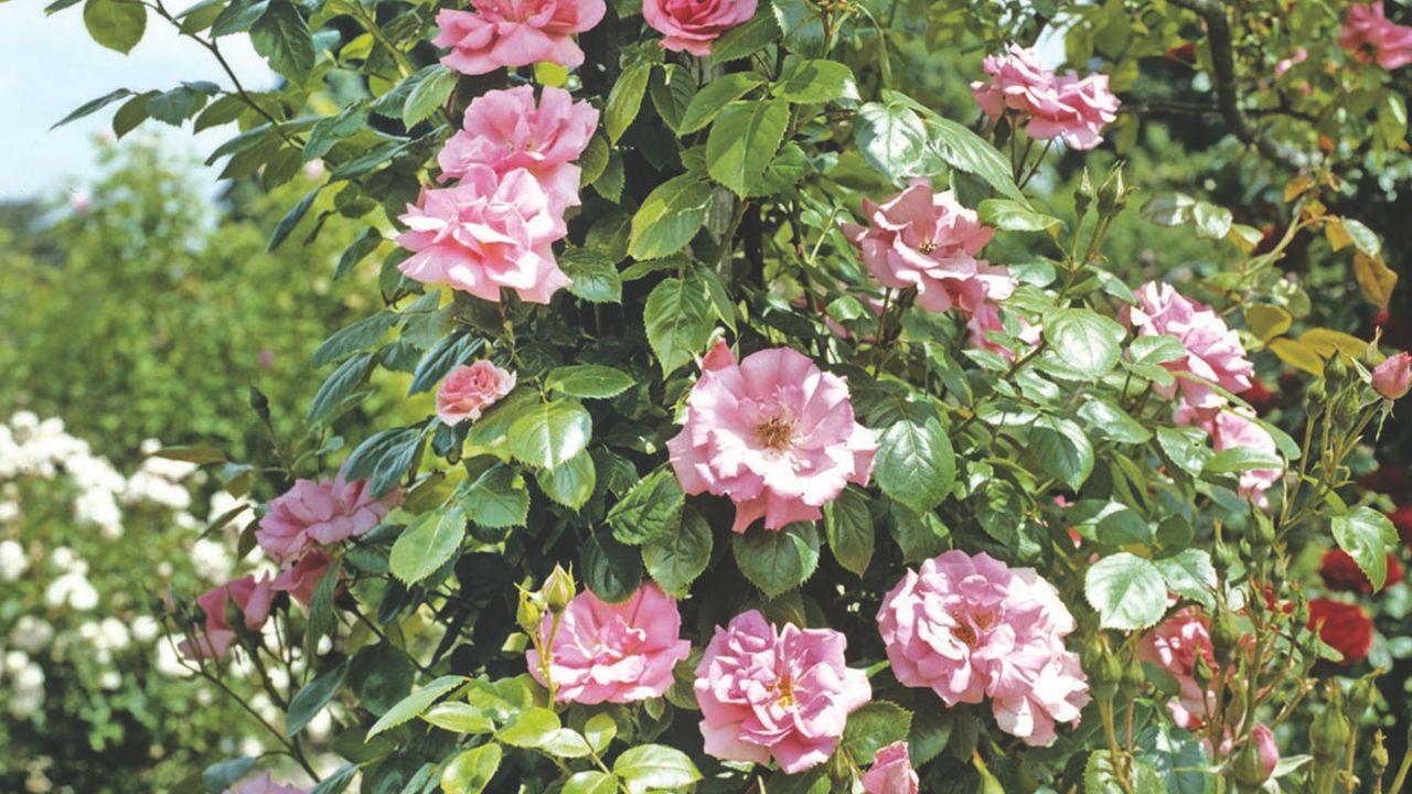 Pink Rosa Bantry Bay Climbing Hybrid Tea rose