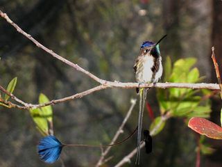 The male Marvelous Spatuletail (Loddigesia mirabilis) sports a four-feathered tail that's twice the length of its body.
