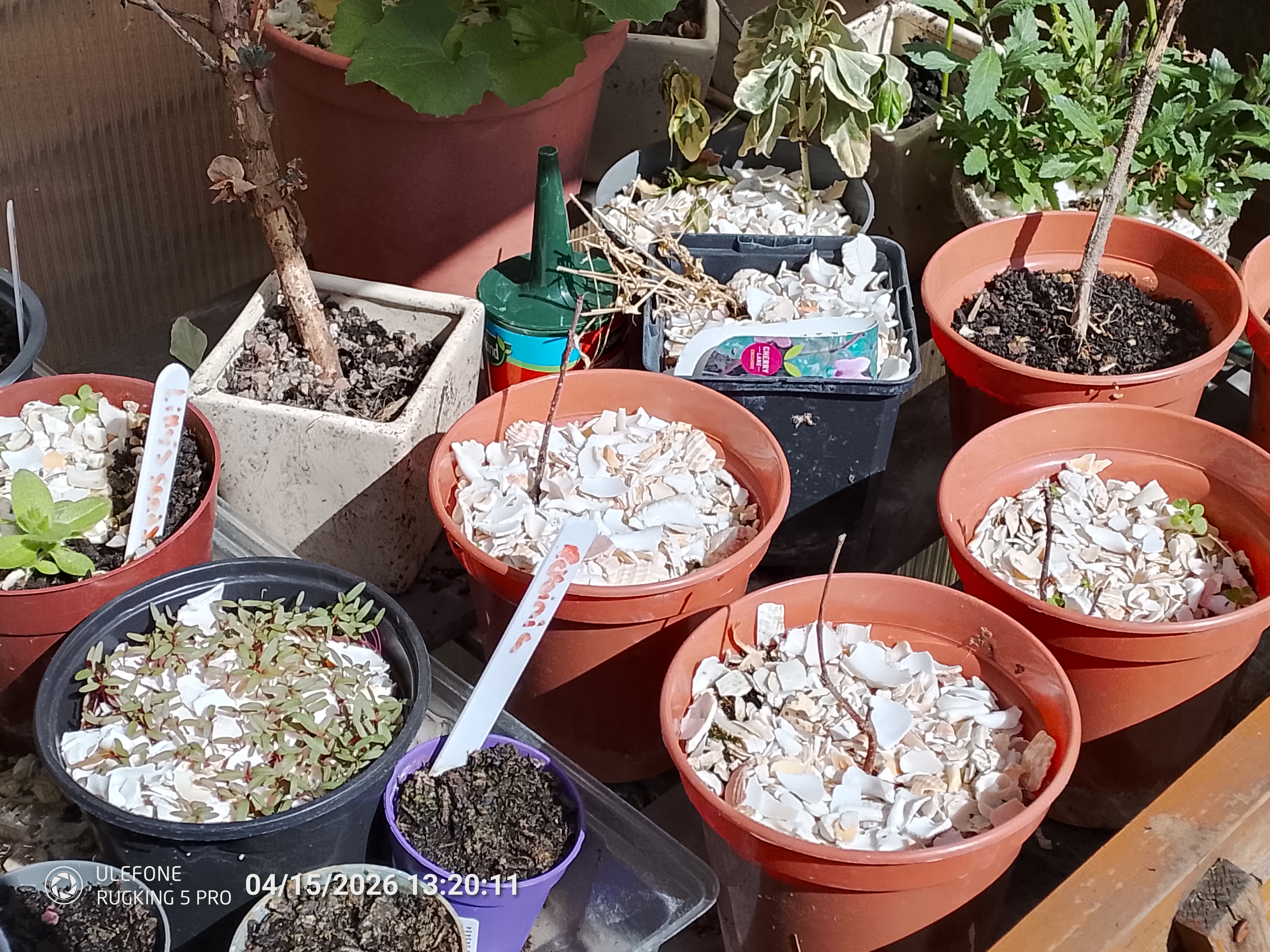 Ulefone RugKing 5 Pro Example Photos