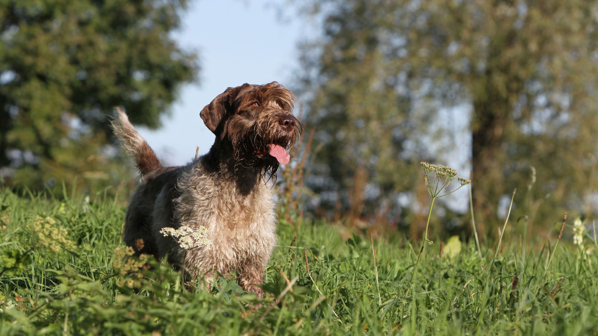 Wirehaired Pointing Griffon stood in undergrowth
