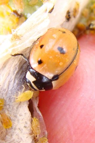 A nine-spotted ladybug devours aphids—an agricultural scourge.