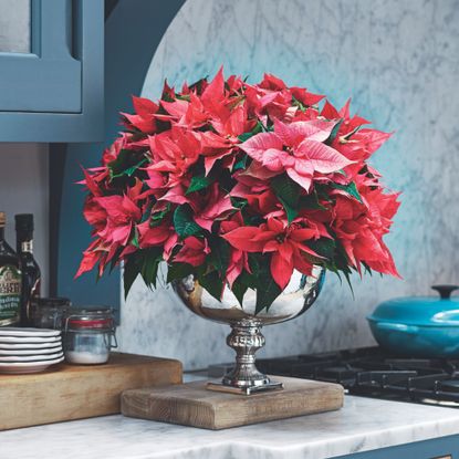 Poinsettias in silver vase on kitchen worktop