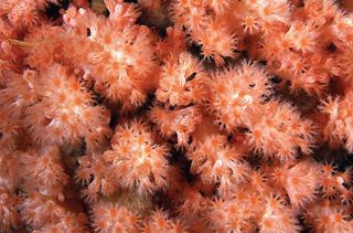 Gersemia lambi, or Lamb's soft coral, was found in British Columbia in about 40 feet (12 meters) of water. 