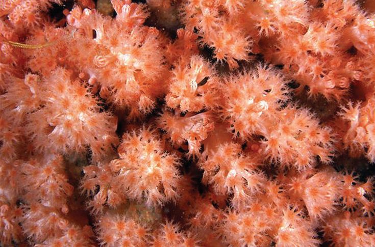 Gersemia lambi, or Lamb&#039;s soft coral, was found in British Columbia in about 40 feet (12 meters) of water. 