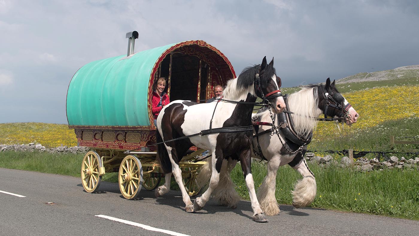 Gypsy cobs pulling a wagon