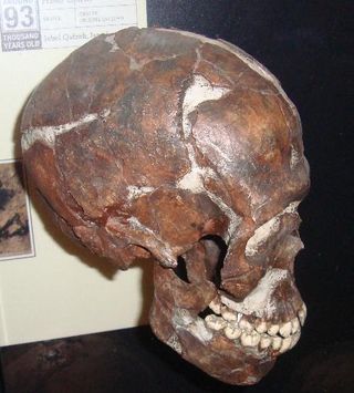 qafzeh-9 skull