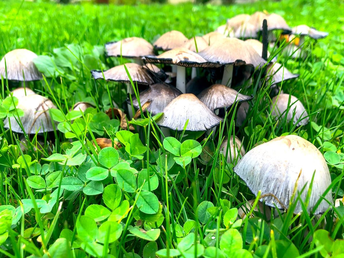 Why There Are Mushrooms In The Garden And What To Do Gardening Know How