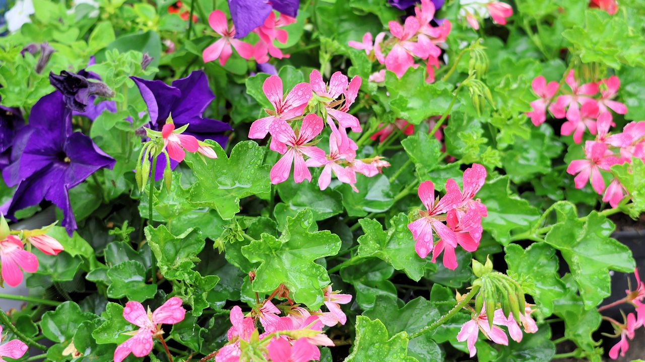 Canon EOS R8 sample image