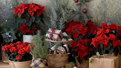 How to care for a poinsettia in a group of bright red poinsettias 