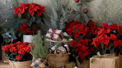 How to care for a poinsettia group of bright red poinsettias in christmas display