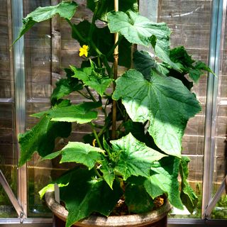 Cucumber 'Femspot F1' plant growing in pot in greenhouse