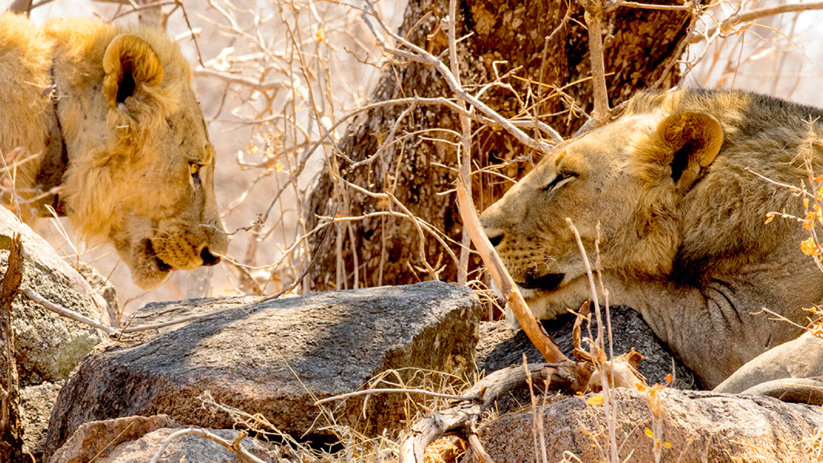 Um par de leões que vivem na região de Tsavo.