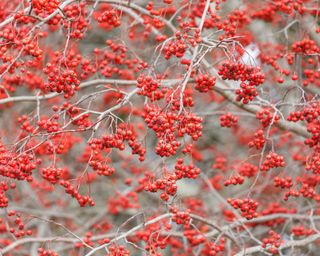 Red berries of Washington hawthorn tree Crataegus phaenopyrum