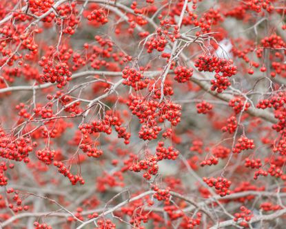 9 Four-Season Trees That Will Steal The Show All Year Long | Gardening ...