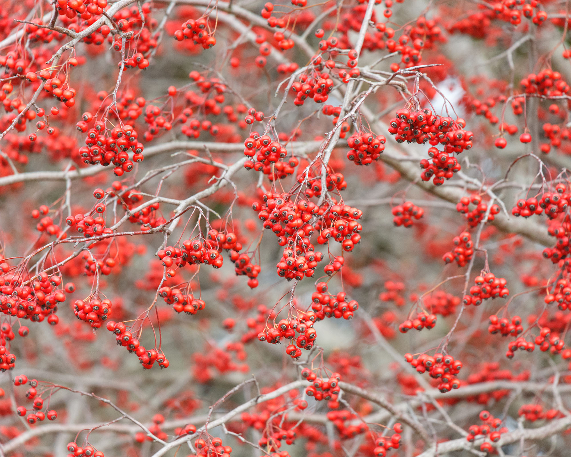 Red berries of Washington hawthorn tree Crataegus phaenopyrum