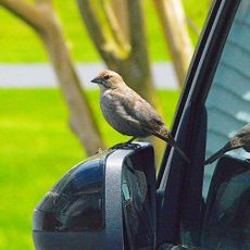 Bird perching on wing mirror of black car next to tree