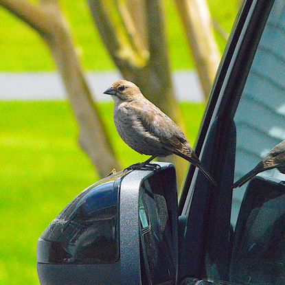 Bird perching on wing mirror of black car next to tree