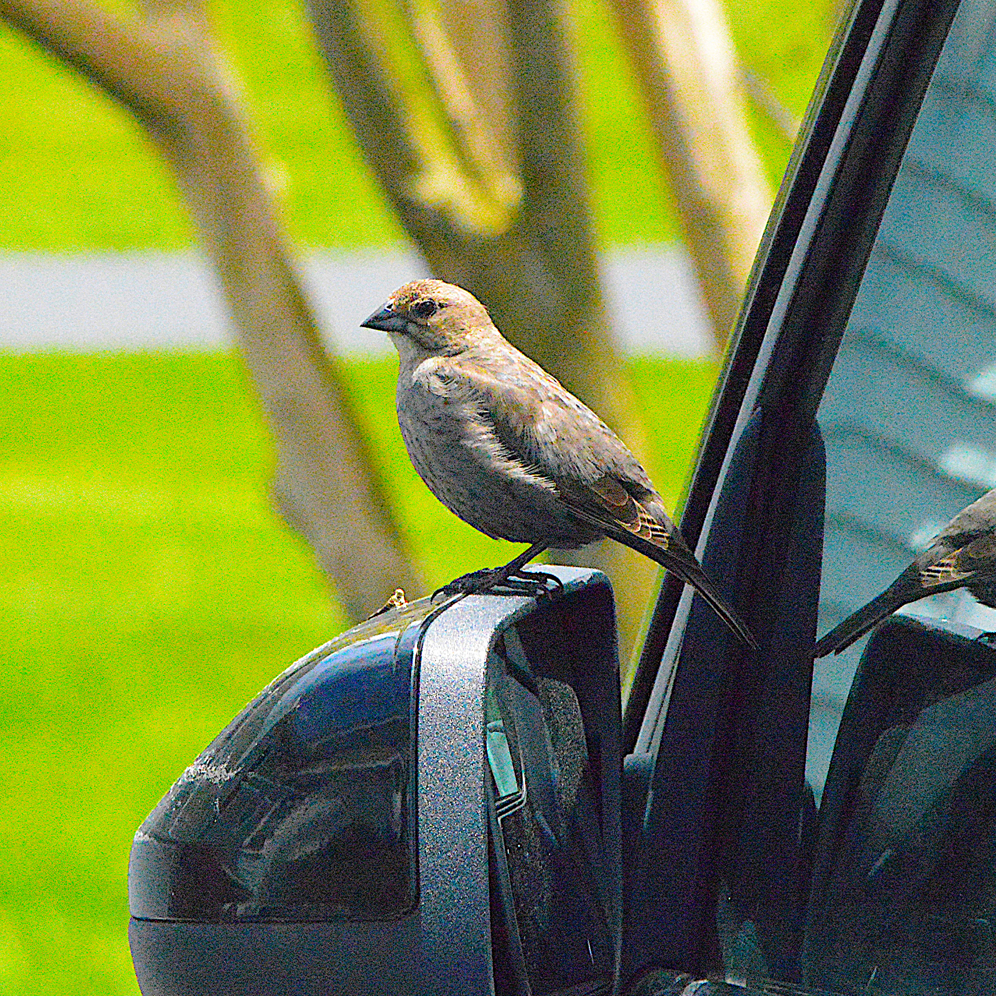 Bird perching on wing mirror of black car next to tree