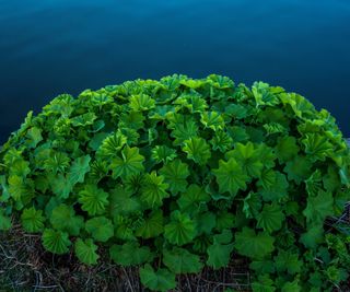 Lady's mantle plant near water